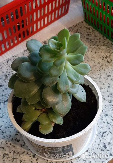 Традесканция и суккуленты