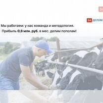 Животноводческое агентство в городе, Мале