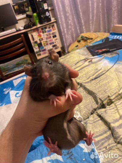 Декоративная крыса с клеткой