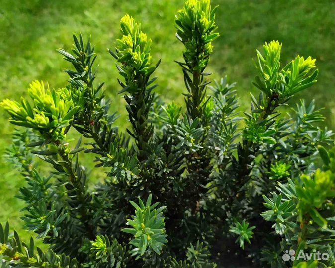 Тис средний Хилли (Hillii) колоновидный