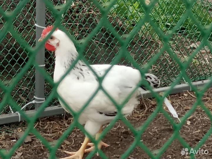 Петушки Адлерской Серебристой