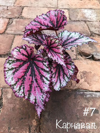 Бегонии декоративнолиственные