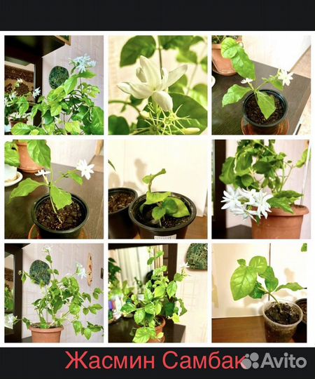 Комнатные цветы