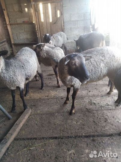 Овцы бараны