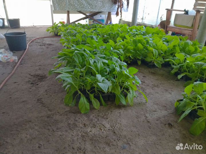 Рассада#табака
