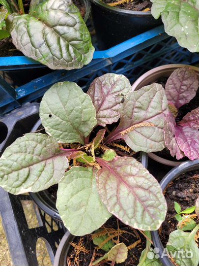 Живучка ползучая 3 сорта