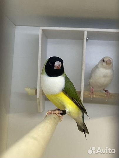 Амадины гульда