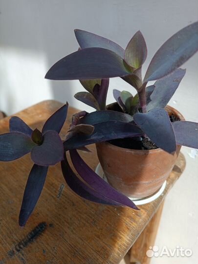 Дендробиум