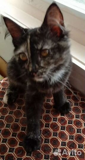 Котята в добрые руки бесплатно