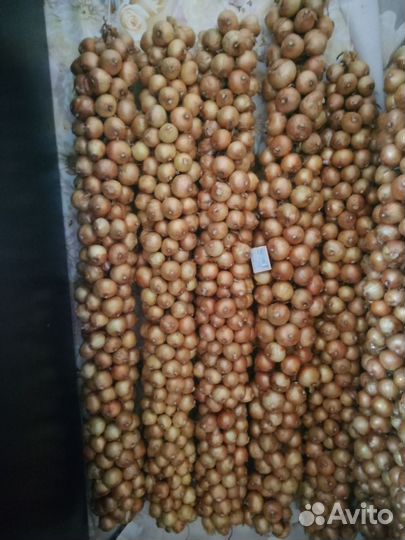 Лук семейный, чеснок летний (яровой)