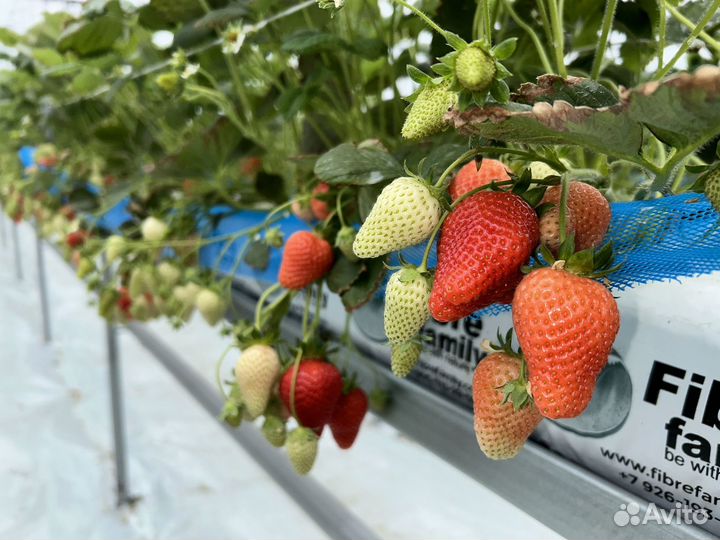 Клубника Свежая Тепличная