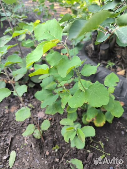 Саженцы ирги