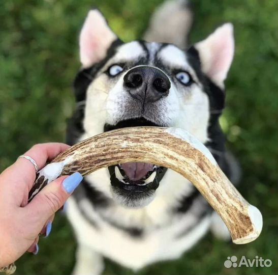 Рог оленя, лакомство для собак