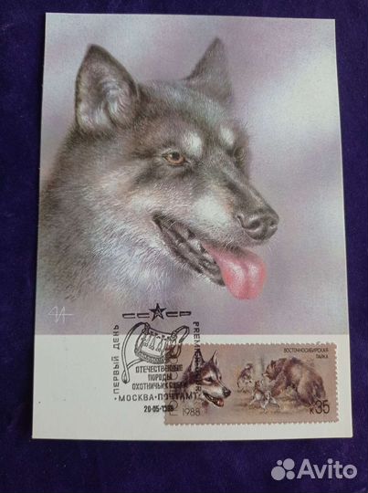 Картмаксимумы 1988г