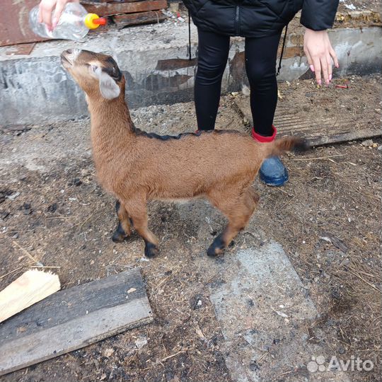Козочка