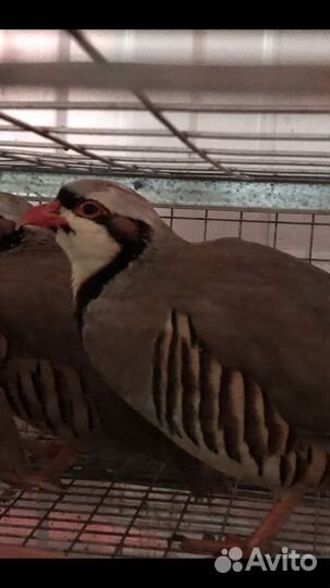 Кеклики и инкубационное яйцо