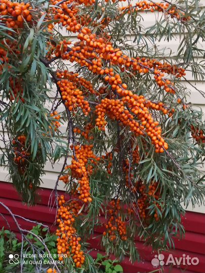 Облепиха саженцы мальчик и девочка