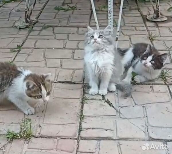 Сибирские котята