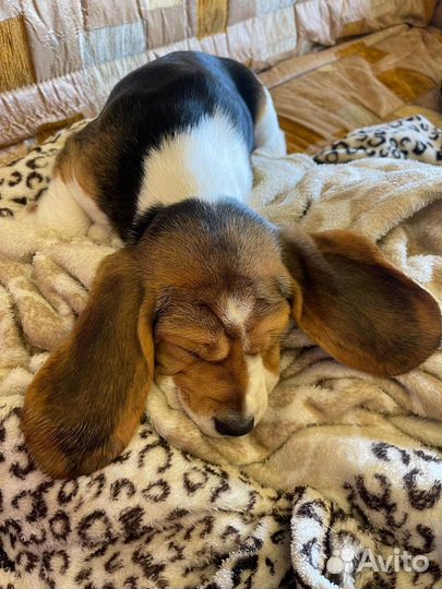 Щенки бигль