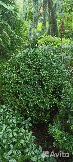 Тис, самшит, туи