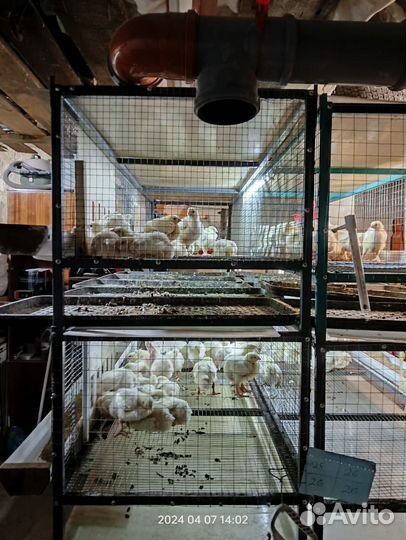 Клетки для бройлеров