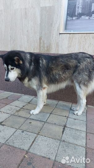 Сокровище в добрые руки