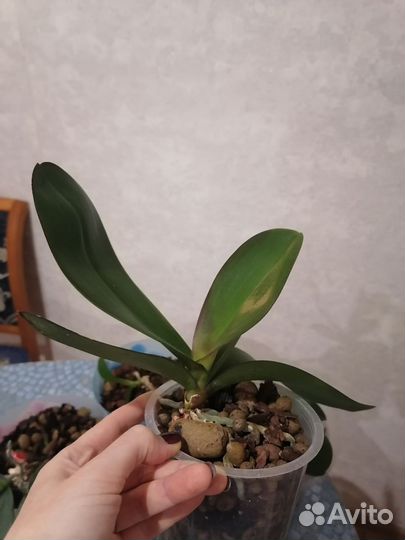 Орхидея фаленопсис