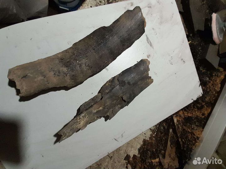 Щепа бивня мамонта