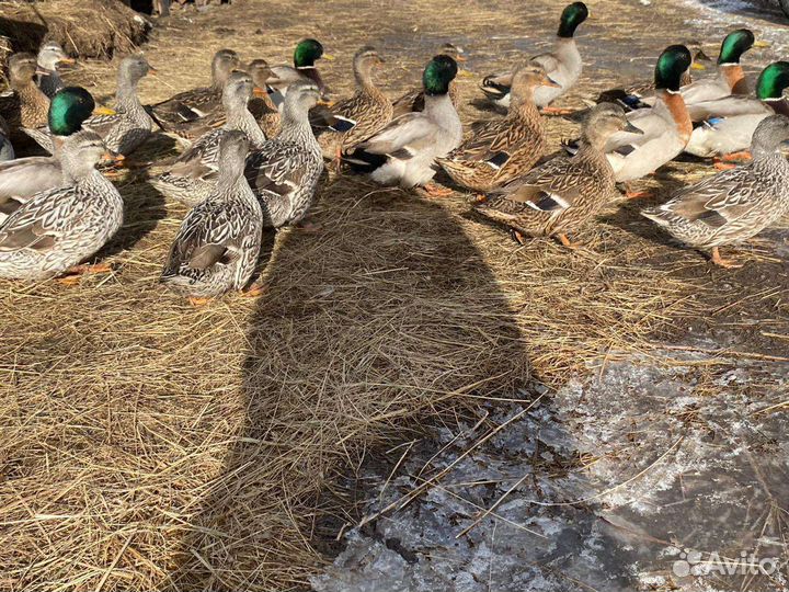 Утки кряковые