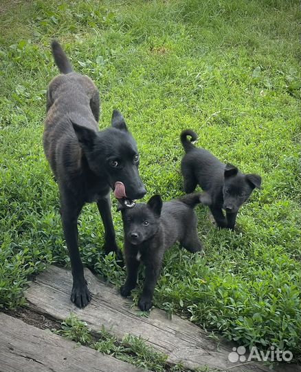 Щенки