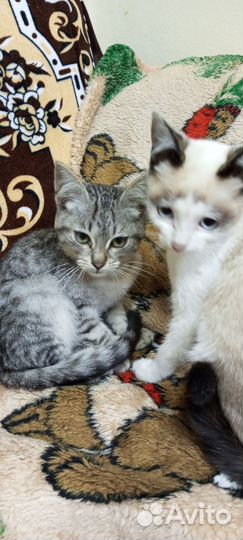 Котик серенький