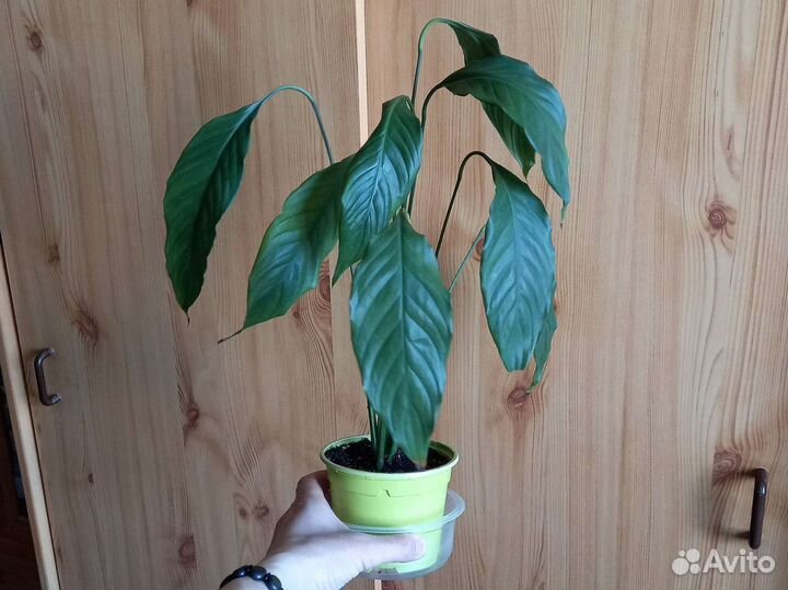 Спатифиллум 