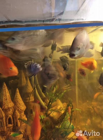 Аквариум 800л