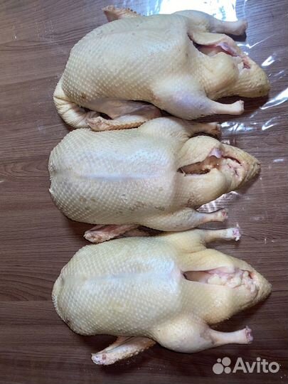 Мясо индоутки