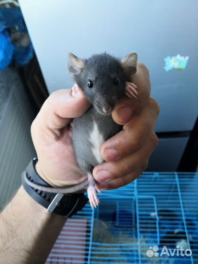 Крыса дамбо