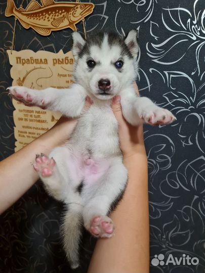 Сибирский хаски