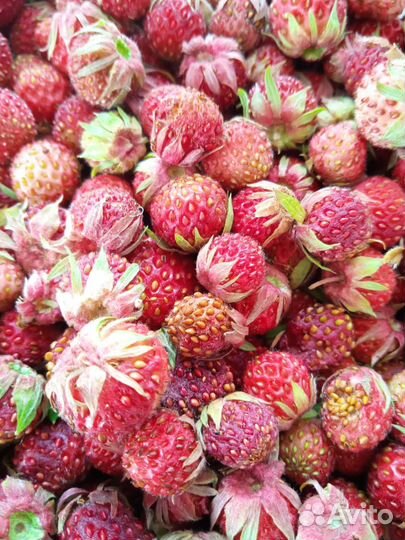 Клубника лесная, земляника