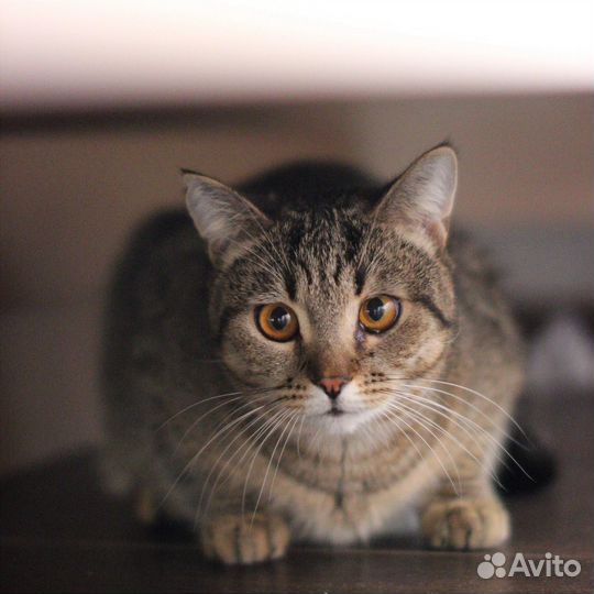 Кошка в дар