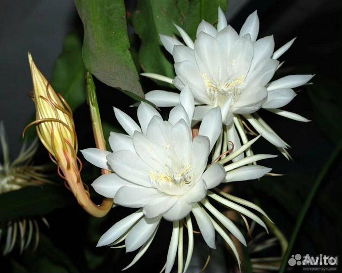 Лесные Кактусы Эпифиллумы