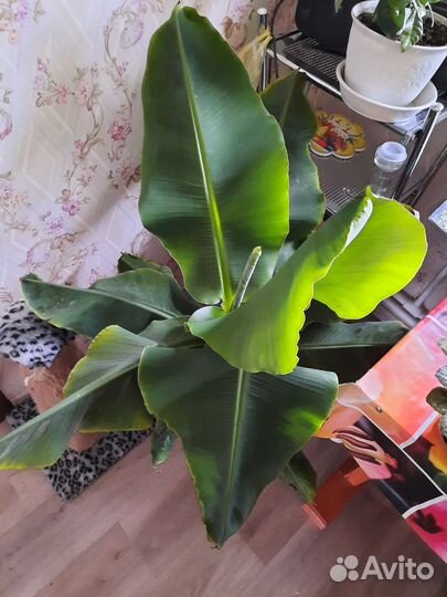 Банан Кавендиш