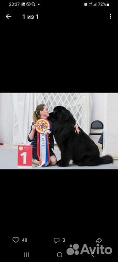 Ньюфаундленд вязка