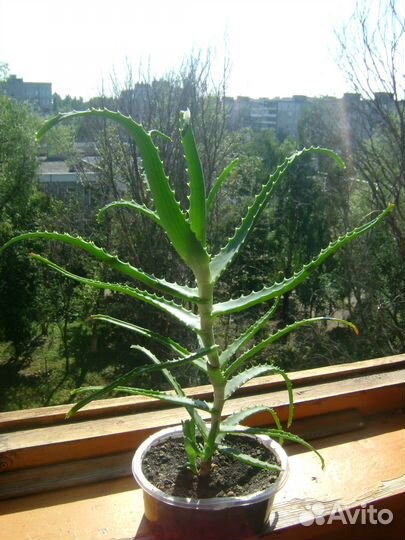 Алоэ столетник