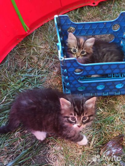Котята бесплатно