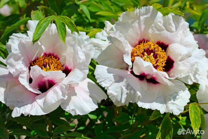 Пион древовидный —корнесобственный