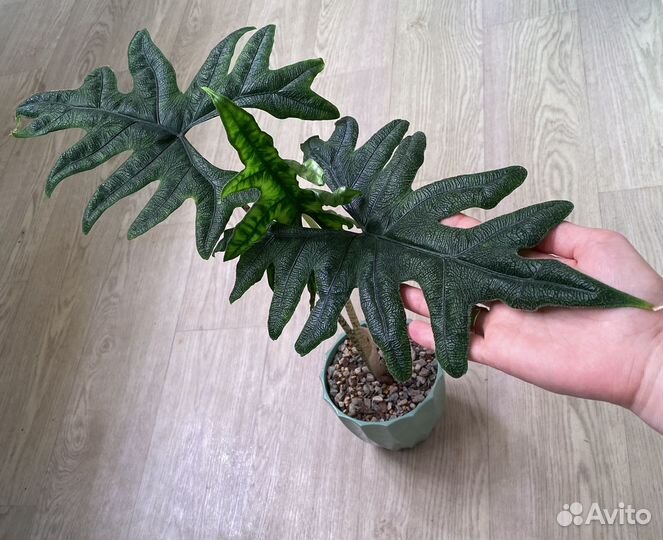 Домашняя детка алоказии Жаклин