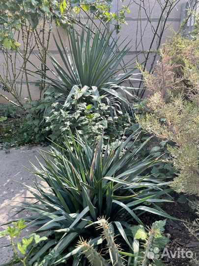 Пальма юкка