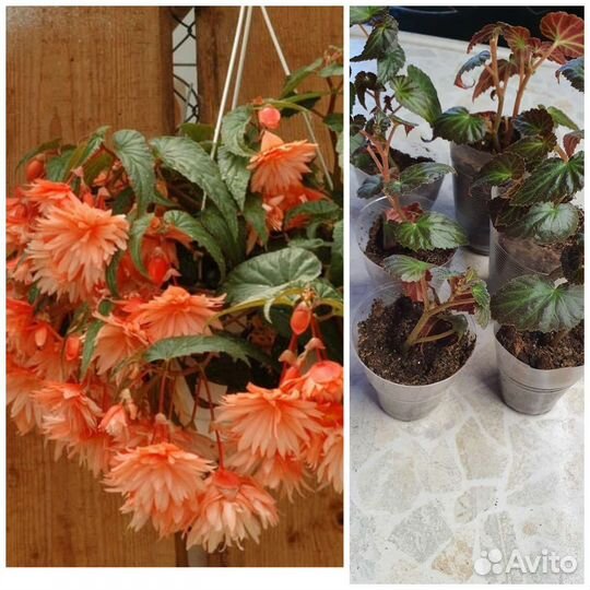 Плекрантус, каллизия Розовая пантера,фикус, фуксия