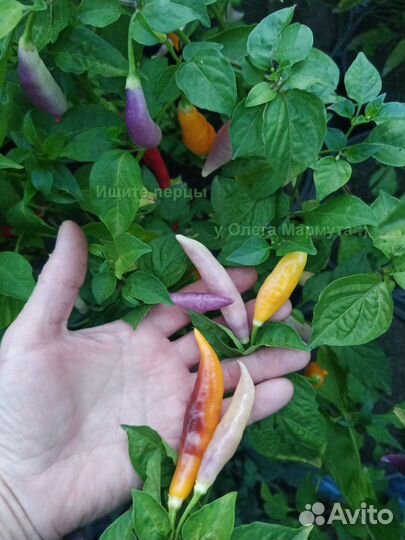 Перец острый «Aji Challuaruro» 15 семян
