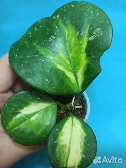 Хойи O-P-R-T-V-W Хойя