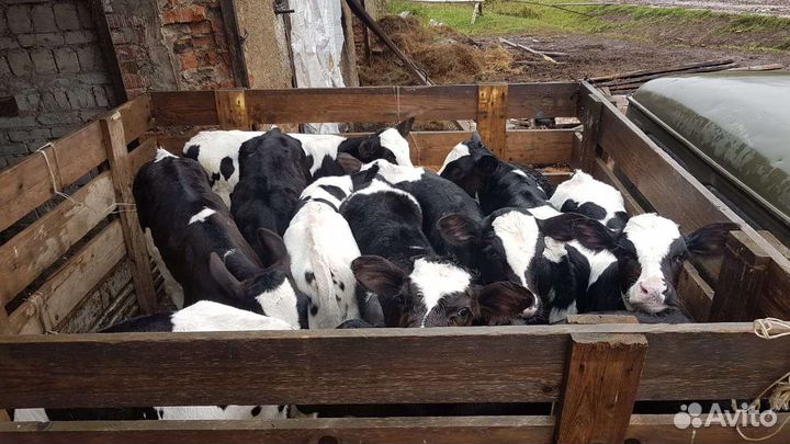 Телята бычки